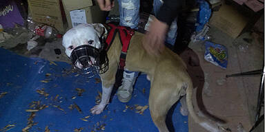 Hund aus Keller- gefängnis gerettet