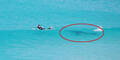Hier entkommt ein Surfer einem Riesen-Hai