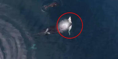 Hier frisst ein Killerwal einen Hai
