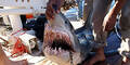 Hai tötet Urlauberin im Roten Meer