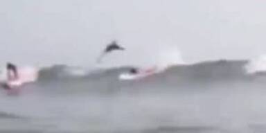 Hai macht Salto über verschreckten Surfer