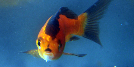 Adolf Hitler Fisch