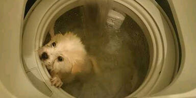 Tierquäler steckt Hund in Waschmaschine