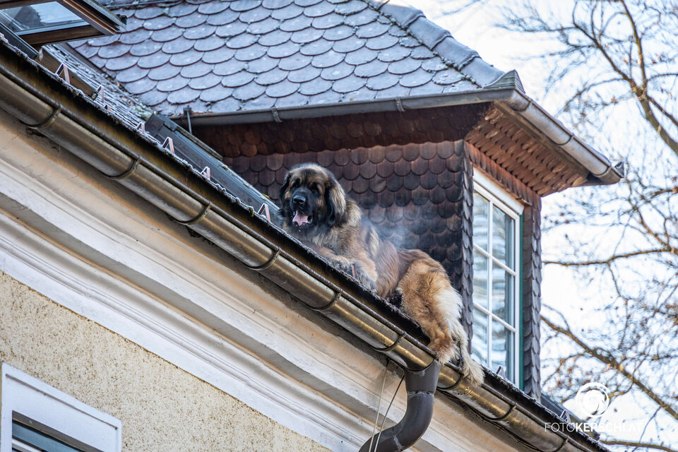 Hund