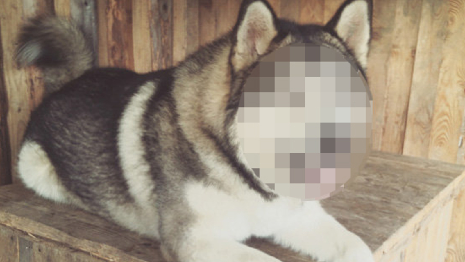 Mann hat Sex mit Hund Frau ertappt ihn oe24.at