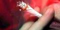 joint_afp