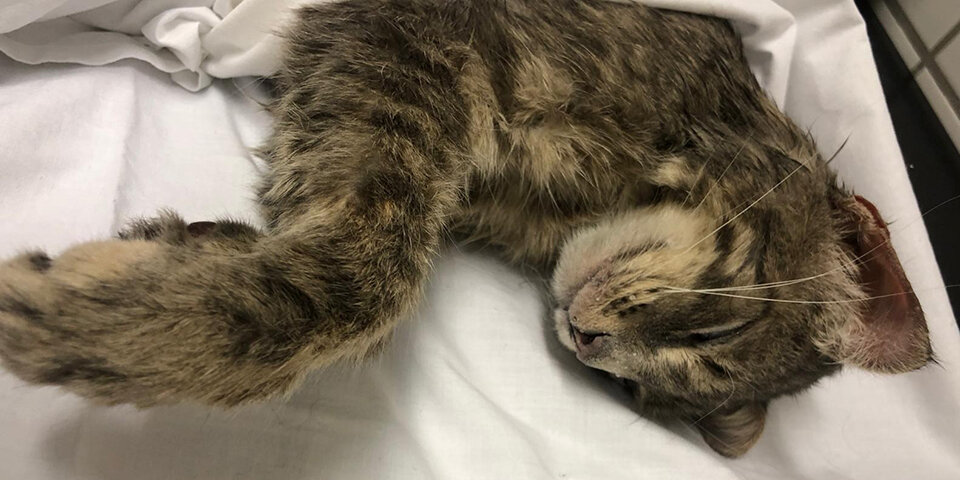 Schock: Erneut Katze gehäutet