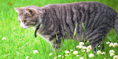 Dutzende Katzen verschwunden