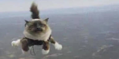 Fallschirmspringende Katzen als Werbespot