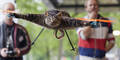 Irre: Künstler lässt tote Katze fliegen