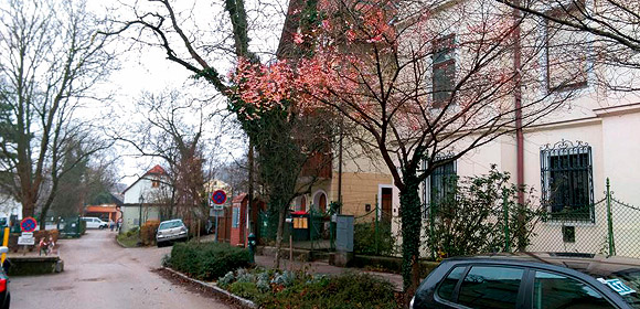Verrückt: Blumen blühen zu Weihnachten