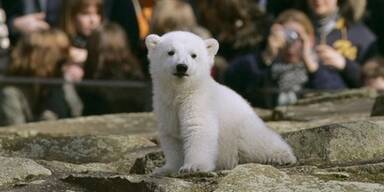 Trauer um Knut, den Eisbär