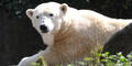 Mysteriöser Tod: Eisbär Knut gestorben