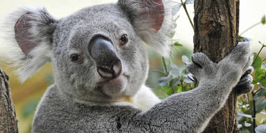 Süßer Koala musste eingeschläfert werden