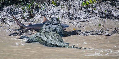 Krokodil kämpft gegen Hai