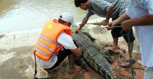 krokodil
