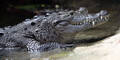 35-jähriger Australier von Krokodil getötet