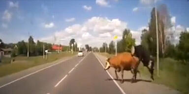 VIDEO: Auto rammt Kühe beim Sex