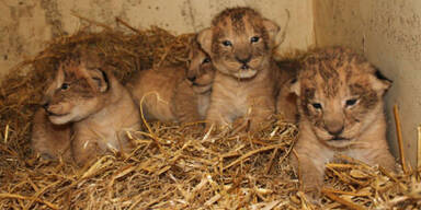 Zoo in Schweden tötet 9 gesunde Löwen