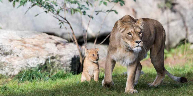 Zoo in Schweden tötet 9 gesunde Löwen