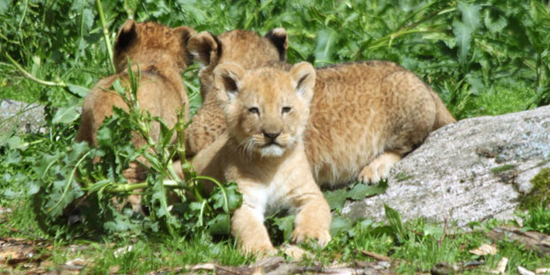 Zoo in Schweden tötet 9 gesunde Löwen