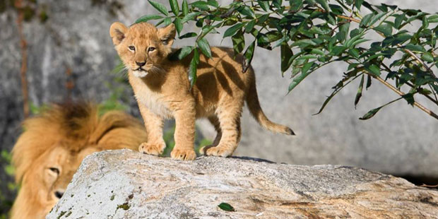Zoo in Schweden tötet 9 gesunde Löwen