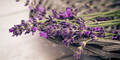 Lavendelöl hilft bei Angststörung