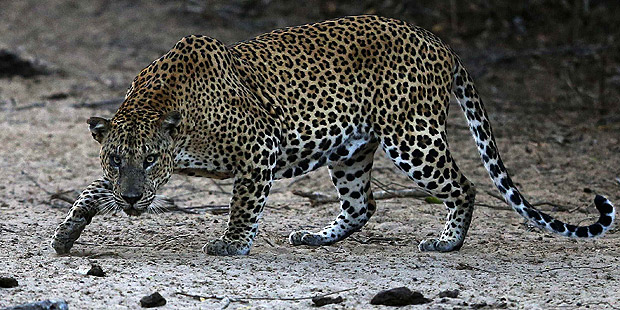 Leopard