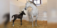 Lipizzaner-Nachwuchs im weststeirischen Gestüt Piber