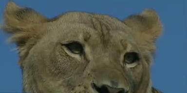 Tragödie im Zoo von Dallas: Löwe tötet Löwin