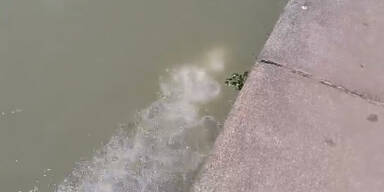 Woher kommen mysteriöse Luftblasen im Donaukanal?