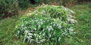 Marihuana-Plantage bei Tulln