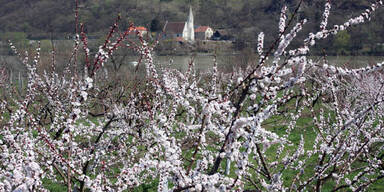 In der Wachau blühen die Marillenbäume