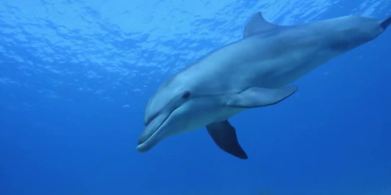 Keine Werbung mehr für Meeresparks