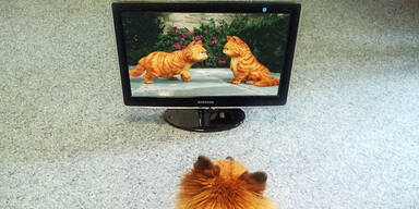 Dog-TV Fernsehen für Hunde