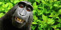 Wieder Aufregung um Selfies des grinsenden Affen Naruto