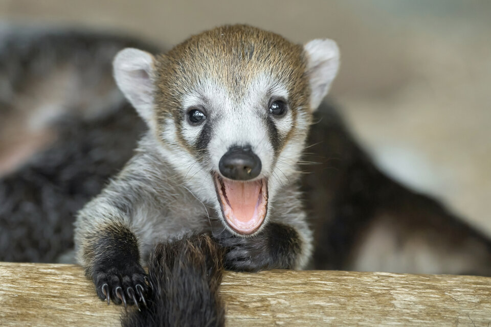 Nasenbären-Zuwachs im Tiergarten Schönbrunn