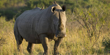 Polizei beschlagnahmt 167 Rhinozeros-Hörner