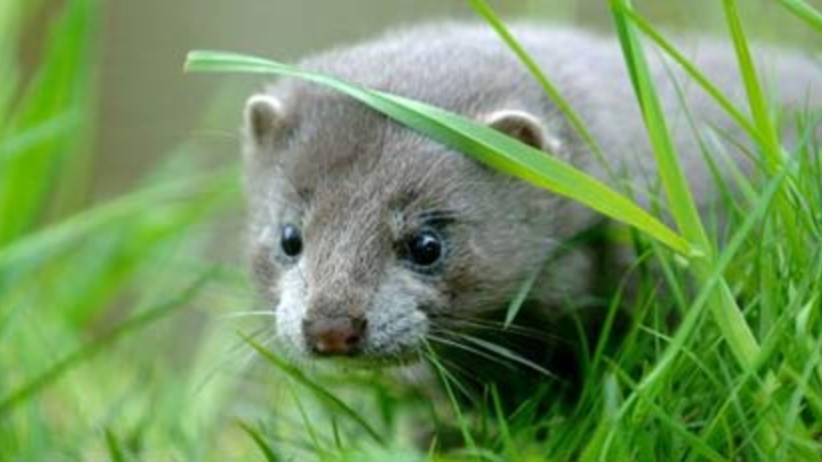 Tausende Nerze halten Stadt in Schach