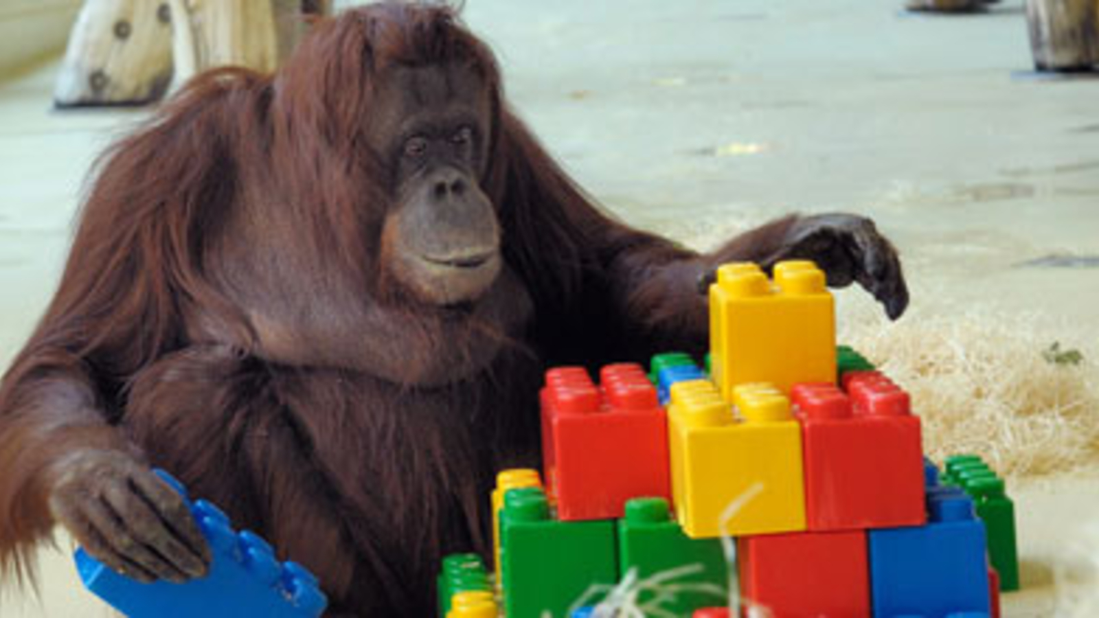 Deshalb musste Nonja sterben