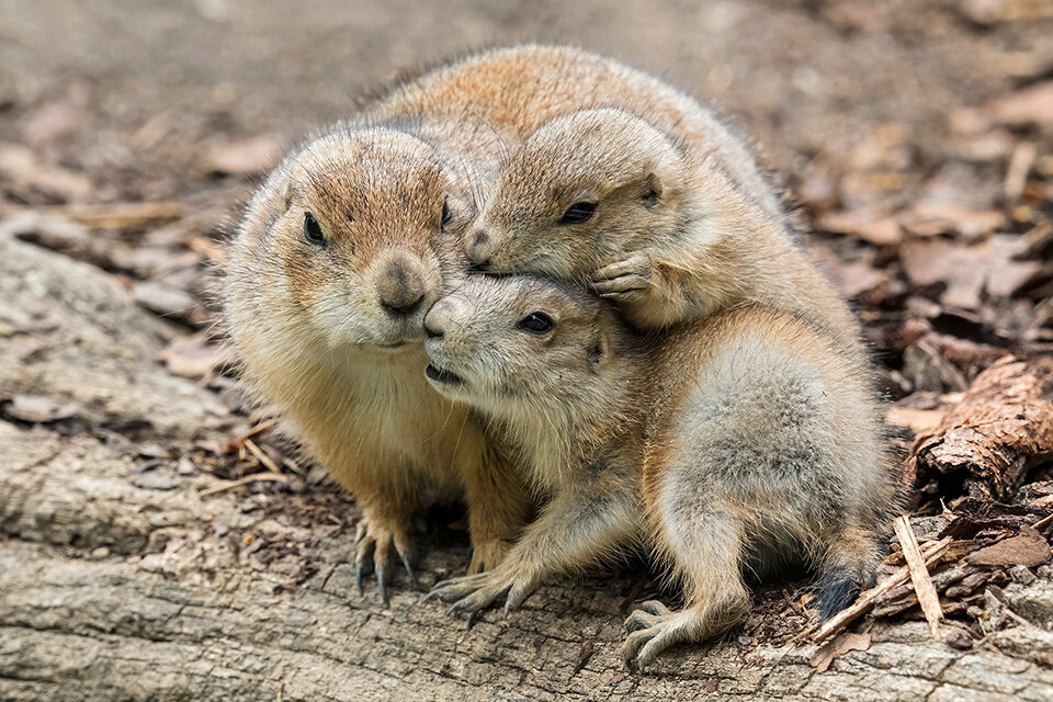 Schwarzschwanz-Präriehunde bekamen Nachwuchs in Schönbrunn