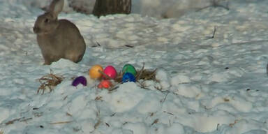 Eier und Osterhasen im Schnee