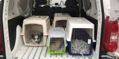 Hundewelpen in Kleintransporter gefunden