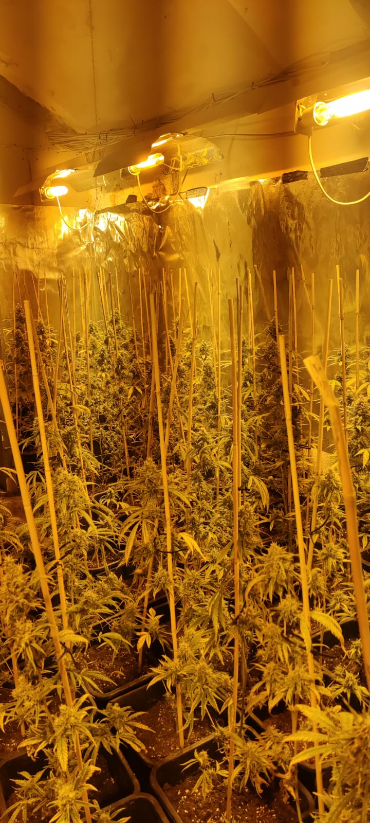 Drogen-Plantage in Wiener Lagerhallen entdeckt