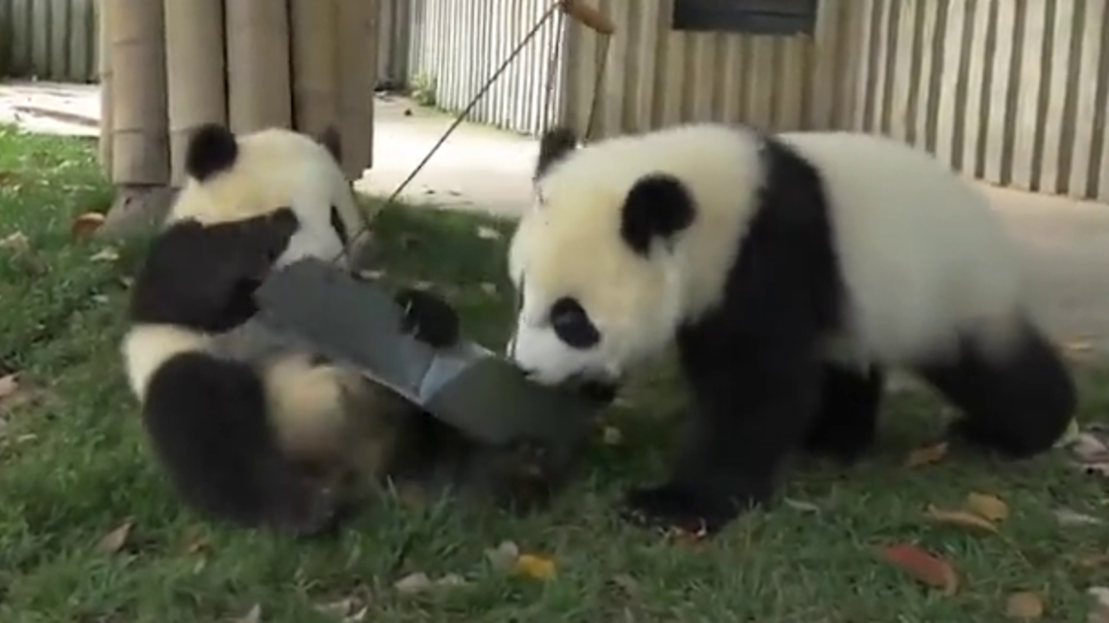 Einblicke In Einen Panda Kindergarten