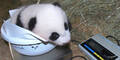 Panda-baby Schönbrunn Namen