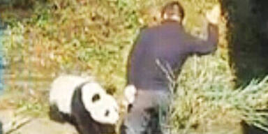 Wärter schlägt wehrlosen Panda