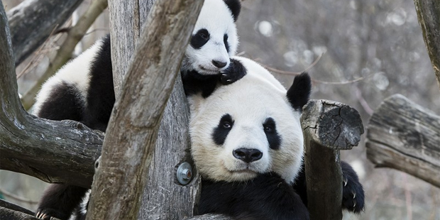 Pandas