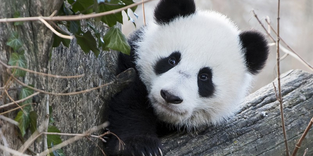 Pandas