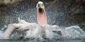 Weltweite Trauer um unsere Pelikane